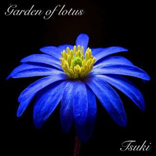 Garden of lotus