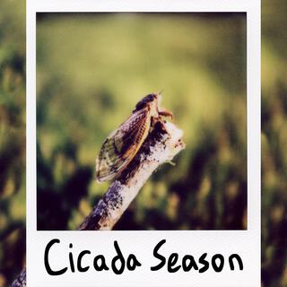 Cicada Season