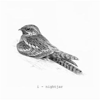 nightjar