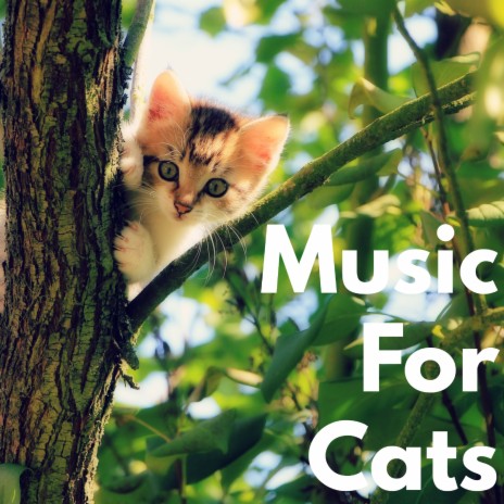 Lift ft. Cat Music & Cats Music Zone