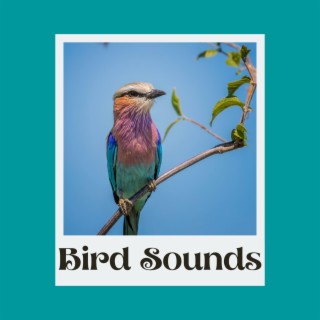 Bird Sounds - Morning Birds for Relaxation, Meditation, Yoga , Naturescapes, Forest Ambience and Spa