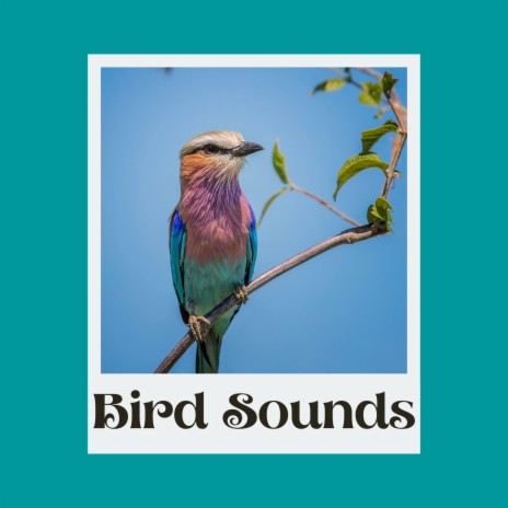 Sounds of Birds in the Summer