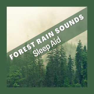 Forest Rain Sounds : Sleep Aid