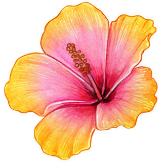 HIBISCUS