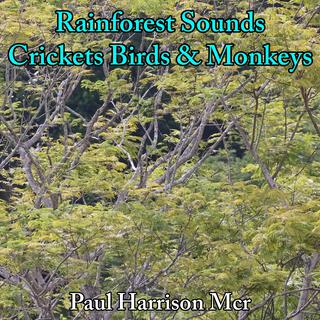 Rainforest Sounds Crickets Birds and Monkeys