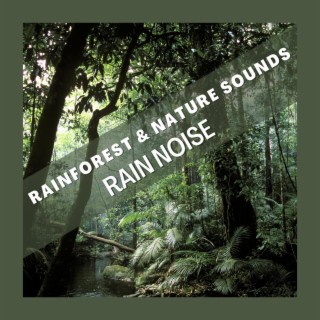 Rainforest & Nature Sounds : Rain Noise