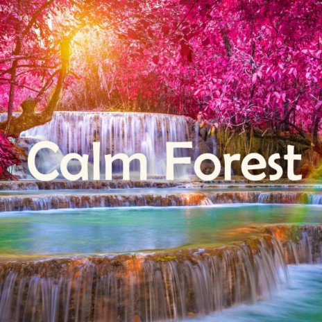 Calm Forest | Boomplay Music