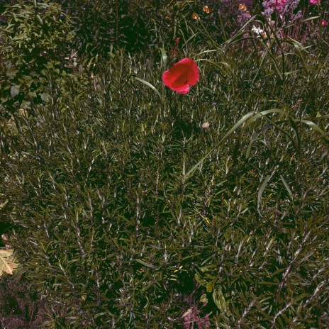 Coquelicot Rapide