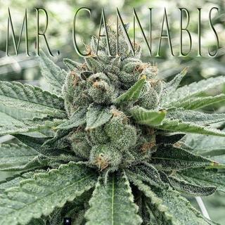 Mr. Cannabis