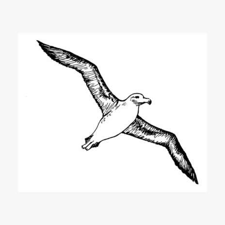 Albatross ft. YvngPine | Boomplay Music