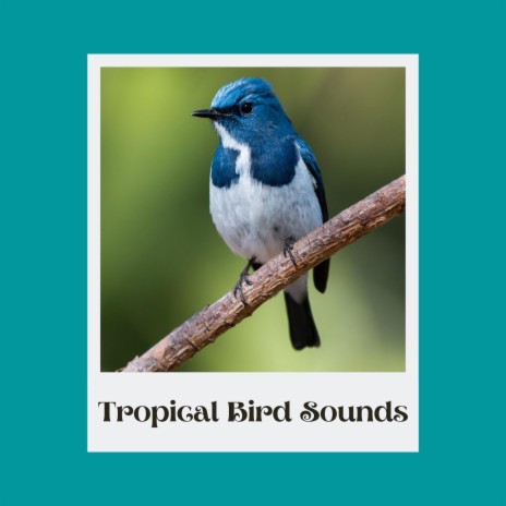 Powerful Summer Bird Recording