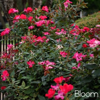 Bloom