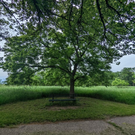 a calming day under the tree