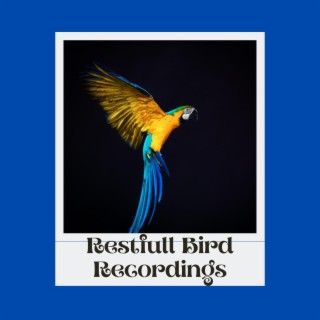 Restfull Bird Recordings Background Sound While Working Studying and Concentration