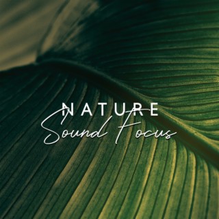 Nature Sound Focus – Deep Concentration Flow (432 Hz Healing Frequency)