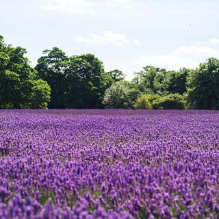 Lavender Field (Live)