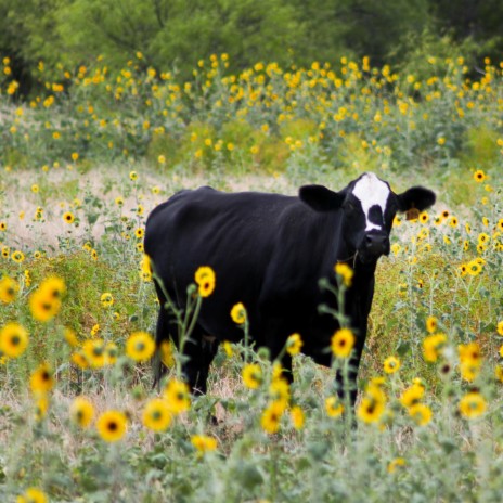 Funny Cow Dance 18 | Boomplay Music