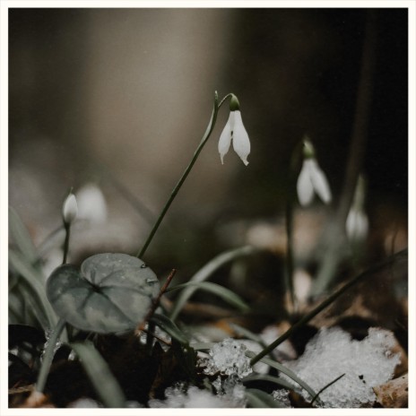 perce-neige