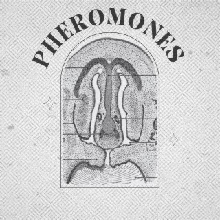 PHEROMONES lyrics | Boomplay Music