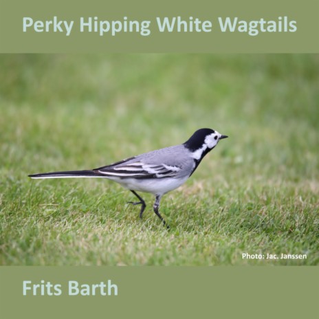 Perky Hipping White Wagtails | Boomplay Music