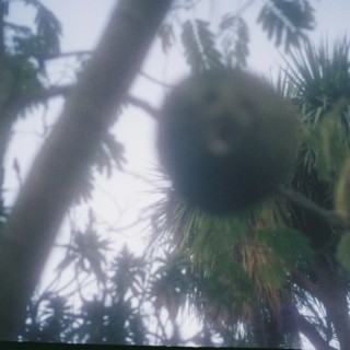 BIRD BRAIN BERRIES