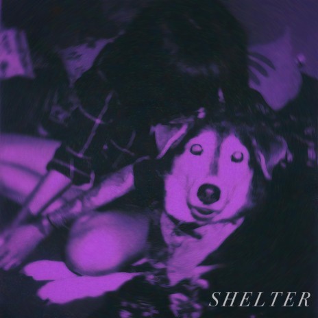 SHELTER | Boomplay Music