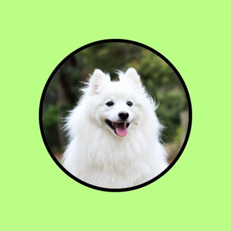 Chill Out Music for Dogs | Boomplay Music