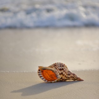 Seashells