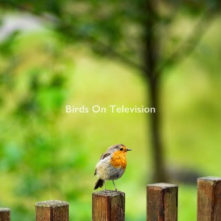 Birds On Television