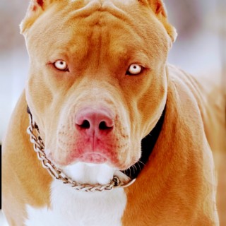 Pitbull