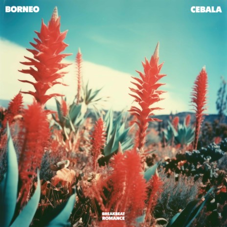 Cebala | Boomplay Music