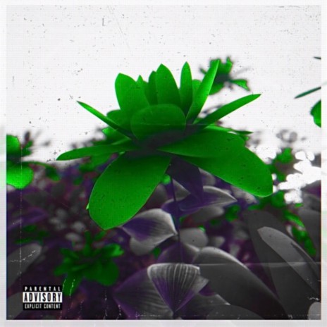 Minha Planta | Boomplay Music