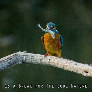 16 A Break For The Soul Nature