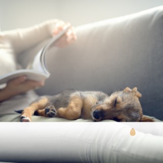 Mélodies relaxantes pour les chiens - Dormir le matin