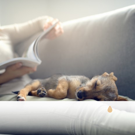 Réveil vers Minuit ft. Calming Music for Dogs, Baby Lullaby Philocalm Academy, Baby Sleep Baby Sounds, Henry Mindfulness & Relaxing Music for Sleeping