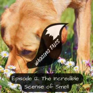 Episode 12 - The Incredible Sense of Smell