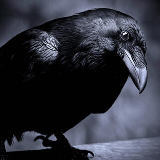 Black Crow Black Crow lyrics | Boomplay Music