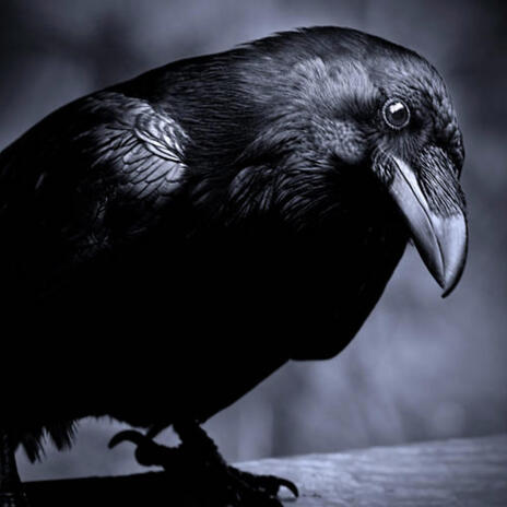 Black Crow Black Crow