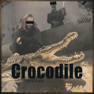 Crocodile