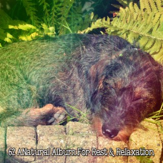 62 ANatural Album For Rest & Relaxation