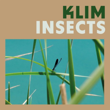 Insects | Boomplay Music