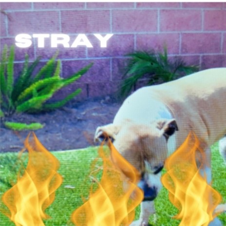 Stray | Boomplay Music