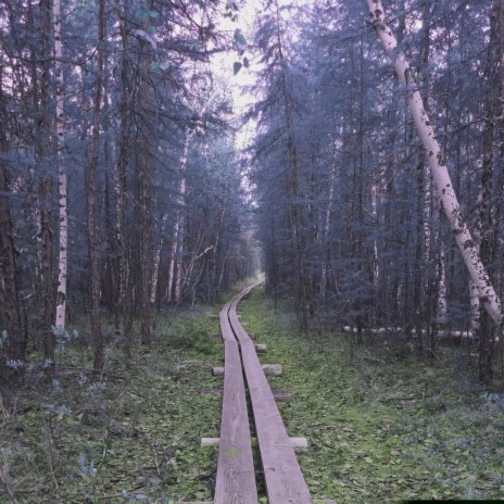 В лес