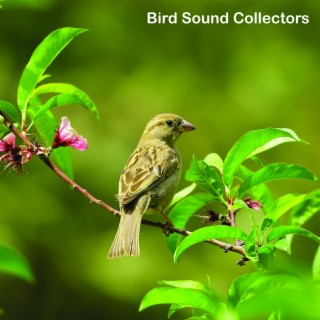 Birds Singing on a Beautiful Clear Day