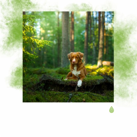 Forêt et Lac Agréablement Claire ft. Calming for Dogs Indeed, Spiritual Yoga, Internal Yoga, Music for Dogs Ears & Baby Sleep Baby Sounds