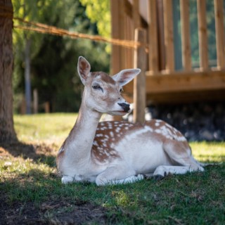 Baby Bear Tries to be Friends with Baby Deer