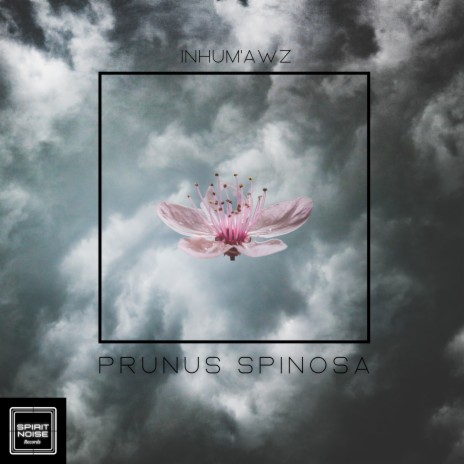 Prunus Spinosa | Boomplay Music