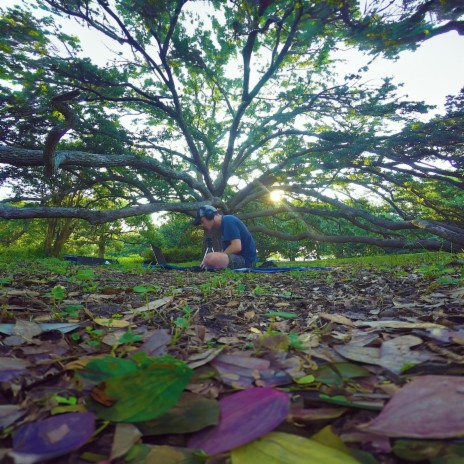 Tree of Life | Boomplay Music