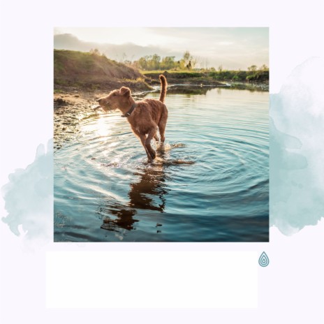 Ambiance de Régénération de l'Eau ft. Chakra Healing Music Academy, Relaxing Zen Music Therapy, Calming for Dogs Indeed, Calming Music for Dogs & Relaxing Music Philocalm | Boomplay Music