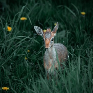 Baby Deer & Kitten become Friends